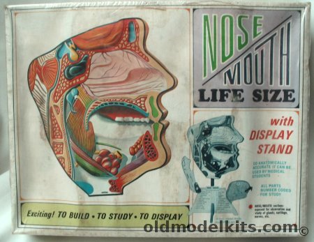 Pyro 1/1 Life-Size Nose and Mouth - With Display Stand, S374-300 plastic model kit